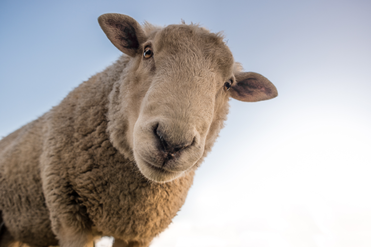 The Deep State Prevails: Political Lessons from Orwell’s Animal Farm