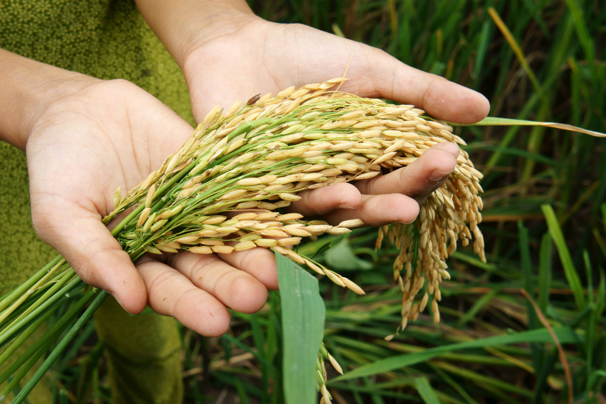 New Research Illuminates Potential of Gene Editing in Combating Food Insecurity